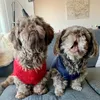 fluffy.shihtzus