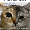 trabongsieugay