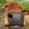 thanhu644
