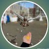malik.hasho3