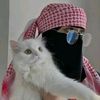 fardoozo.csahal