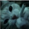 theycallme._.tigerist1