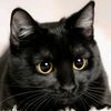 shadowcat162