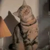 dhalehahahahaha
