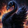 mzzblackswan