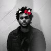 abel_fan222