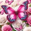 iqra16249