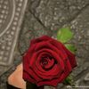 hamouya__515