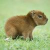 buycapybara