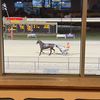 harness.horse.rac