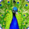 மயில்🦚