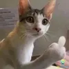 thanhtrungdz01