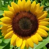 sunflower2278