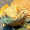 lizard1026
