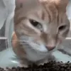 jxhxgwvsg