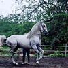 facundo7906