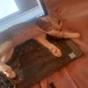 arshad_0344