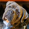 bronson_canecorso