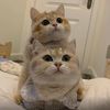 recordcatandbaby