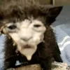 shetsharooooooon