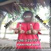 turafromjapan743