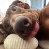 2025funnydog