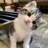 faisal.ahmed0616