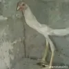 phuongdepzai12