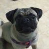ebipug