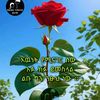 tsion1213192127