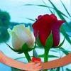 muhammad.afzal7505
