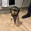 pablothenaughtycockapoo