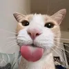 toithi_cutnhe