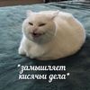 feyannka