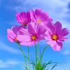 myat.noe.oo0228