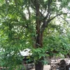 anh.trai.min.ty71