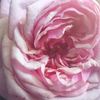 h.floresita1