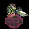 Perlis guppy factory