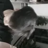 nghia_kuro