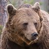 bearnumber6