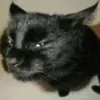 gianlucazz