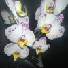 emi_erdbeere2012