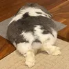明日からダイエットうさぎ🍮