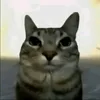 fgfgfg904