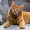 meeow.magic