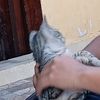 sil_12s