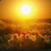 nour.chems2