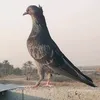 عاشق الهوايه