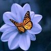 jawad.shahmat