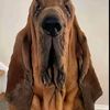 wayne_the_dog